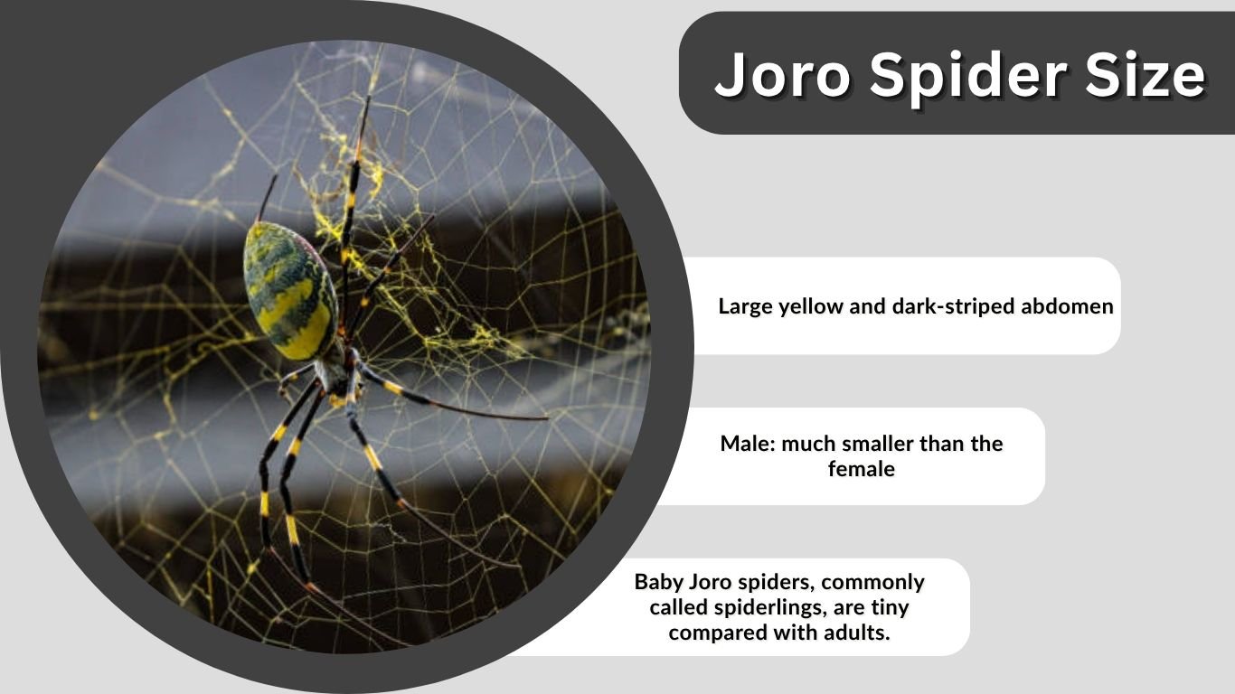 Joro Spider Size: How Big Do Joro Spiders Really Get?