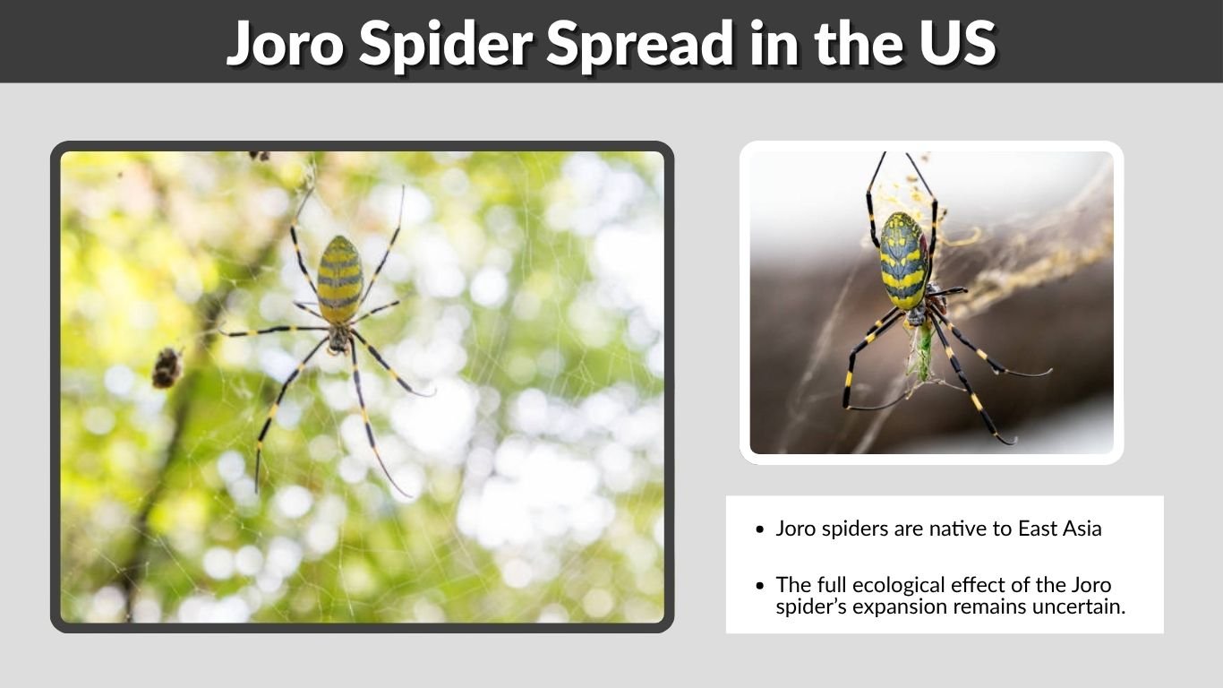 Joro Spider Spread in the US: Current Range and Future