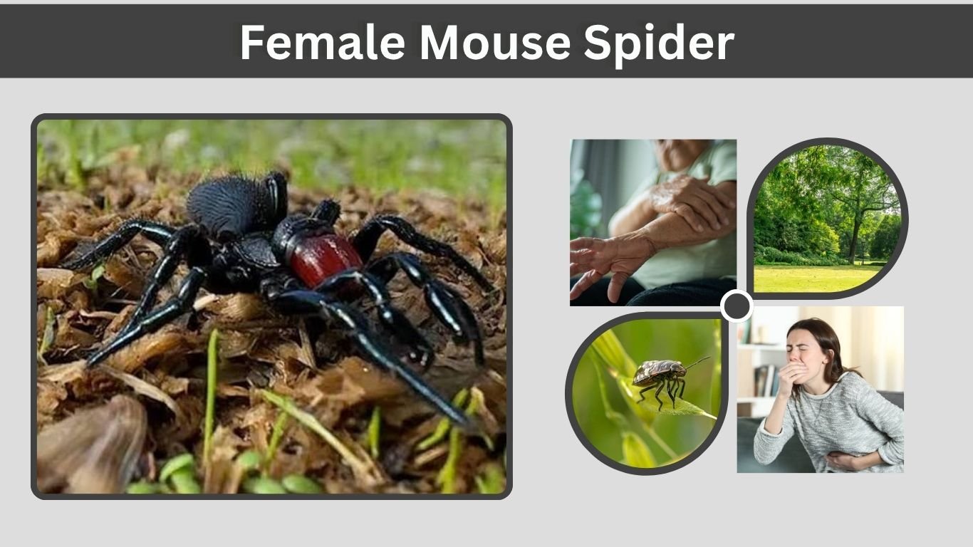 Female Mouse Spider: Identification, Size, Bite & Facts