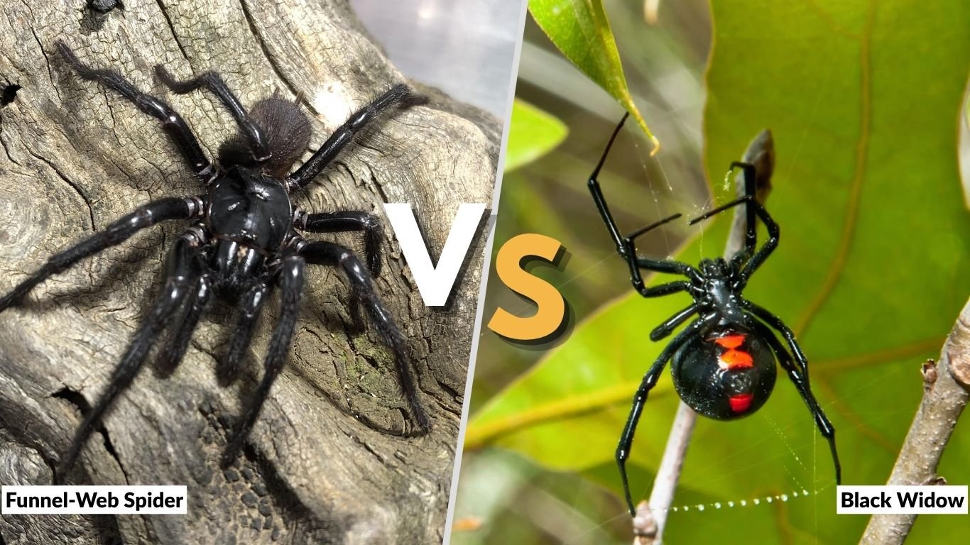 Funnel-Web Spider vs Black Widow: Which Is More Dangerous?