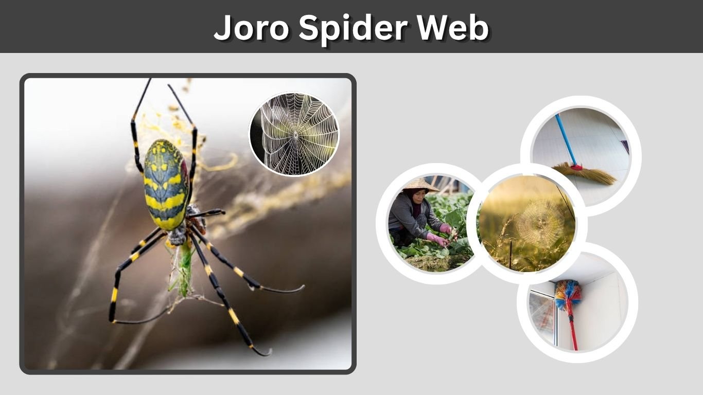 Joro Spider Web: Size, Strength, Color, and Structure