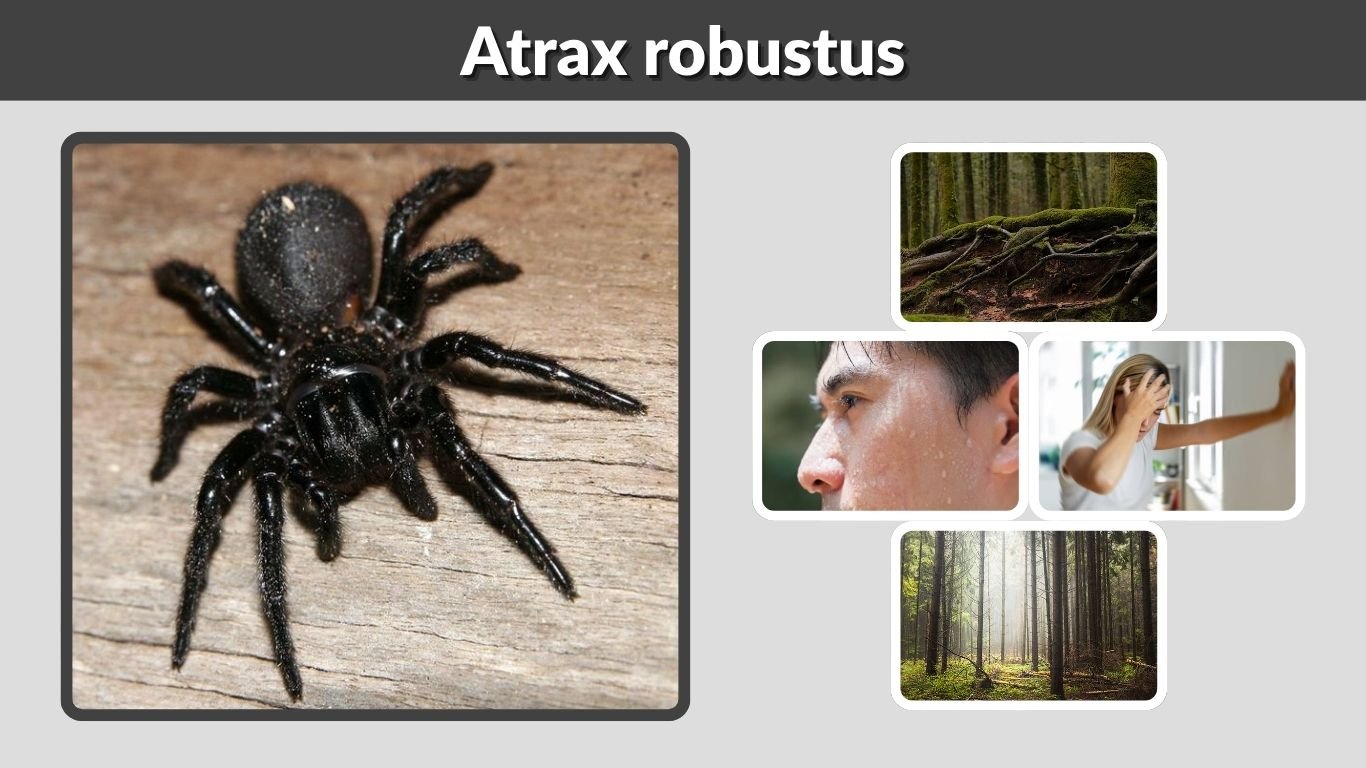 Atrax robustus: Sydney Funnel-Web Size, Bite & Venom