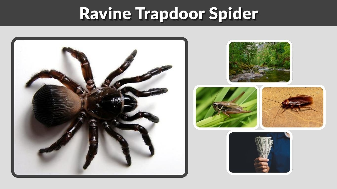 Ravine Trapdoor Spider: Size, Bite, Venom & Unique Abdomen