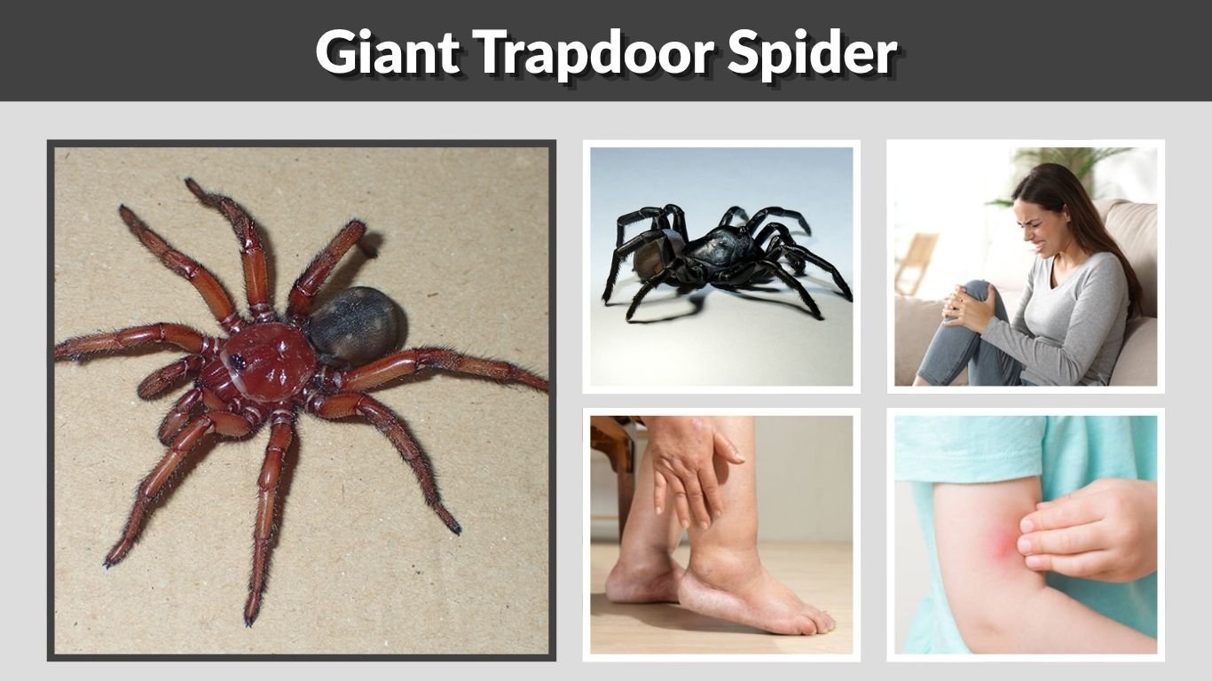 Giant Trapdoor Spider: Size, Habitat, Bite and Facts