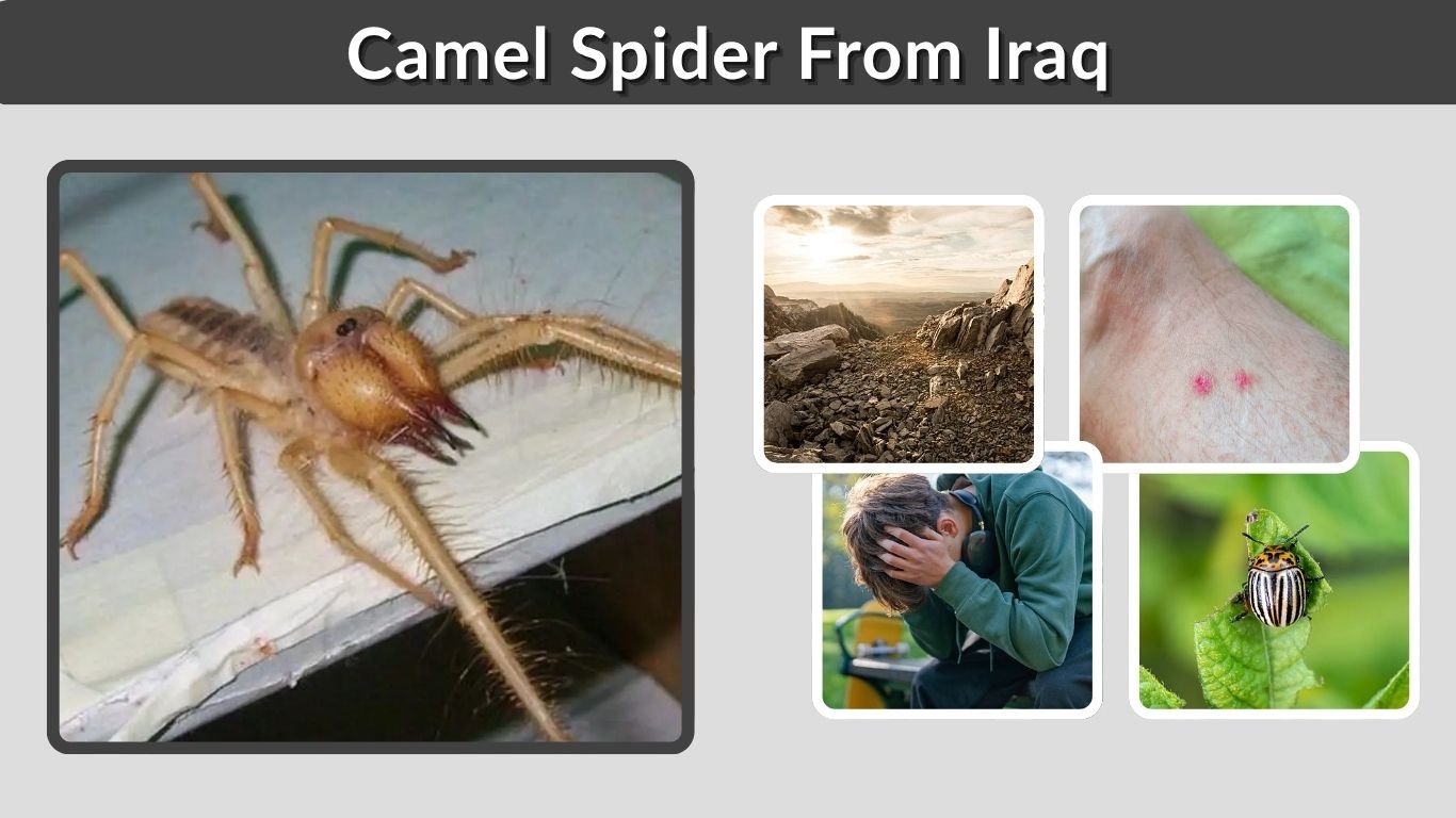 Camel Spider From Iraq: Size, Bite, Speed, Facts & Myths