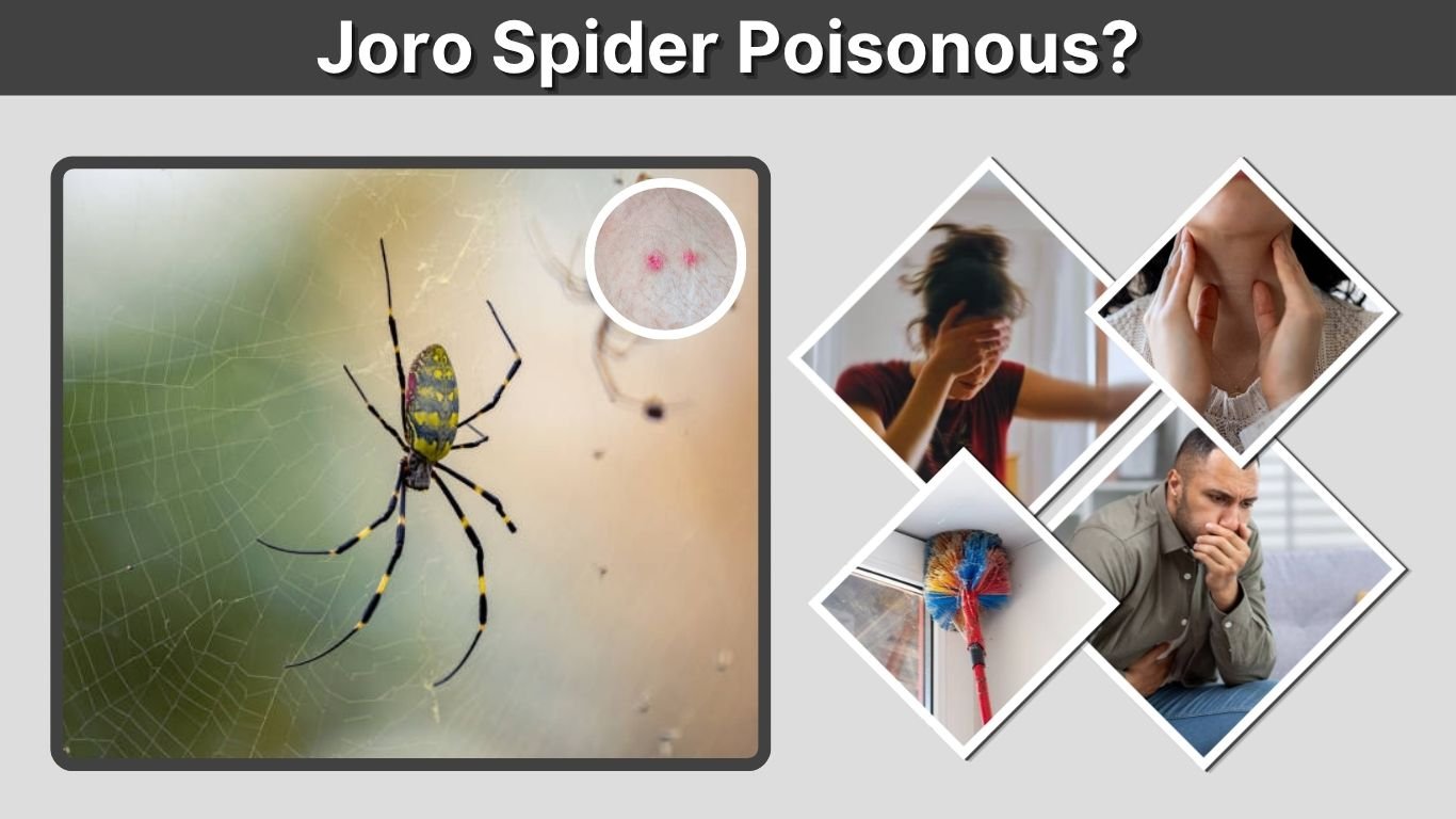 Joro Spider Poisonous? Bite Risk and Safety Facts