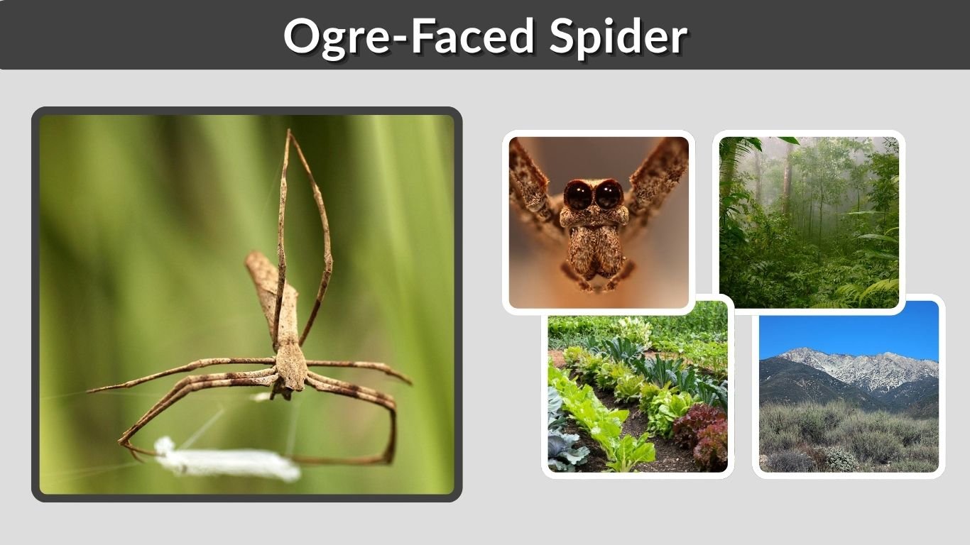 Ogre-Faced Spider: Size, Eyes, Habitat, Bite and Facts