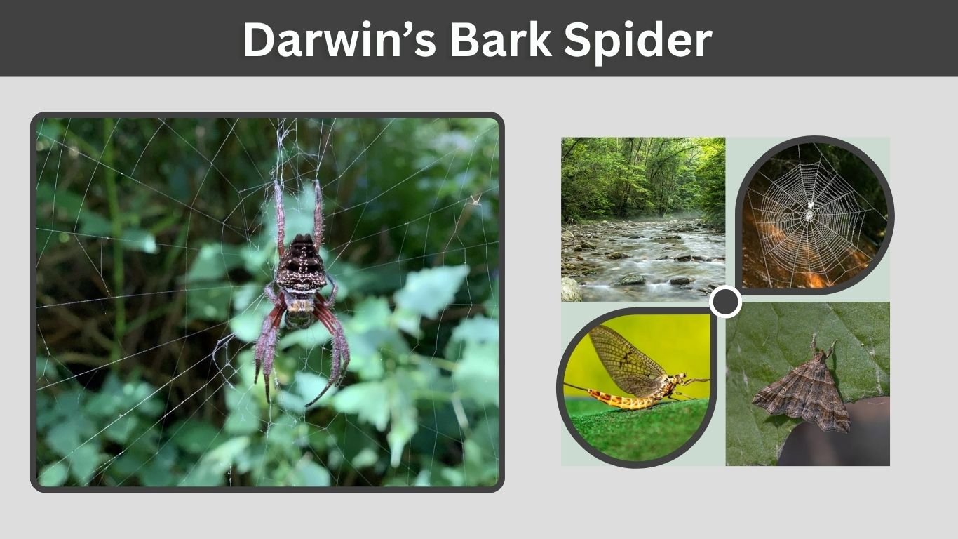 Darwin’s Bark Spider: Web, Silk, Size and Facts