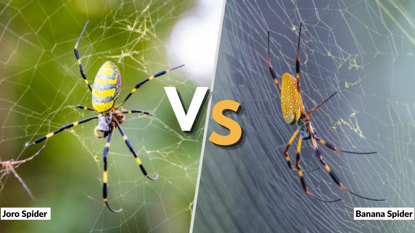 Joro Spider vs Banana Spider: Key Differences