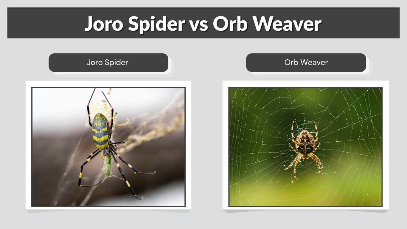 Joro Spider vs Orb Weaver: Identification and Differences