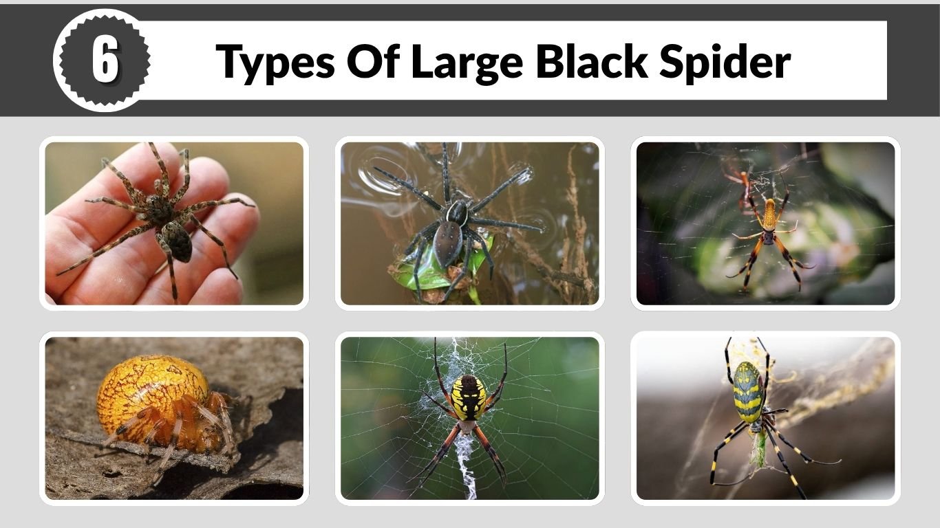 6 Types Of Large Black Spider: ID for Georgia and the USA