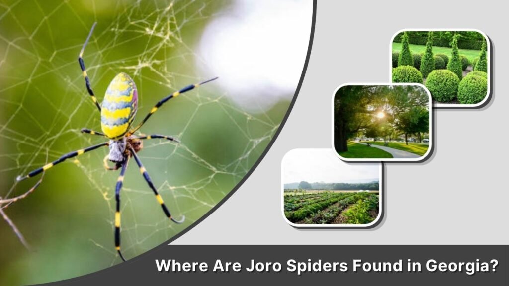 Where Are Joro Spiders Found in Georgia?