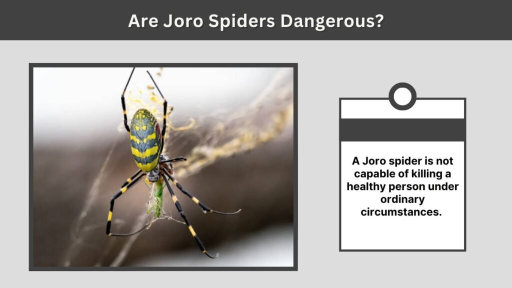 Are Joro Spiders Dangerous?