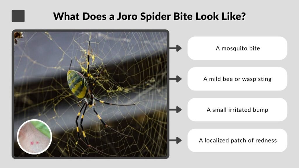 What Does a Joro Spider Bite Look Like?