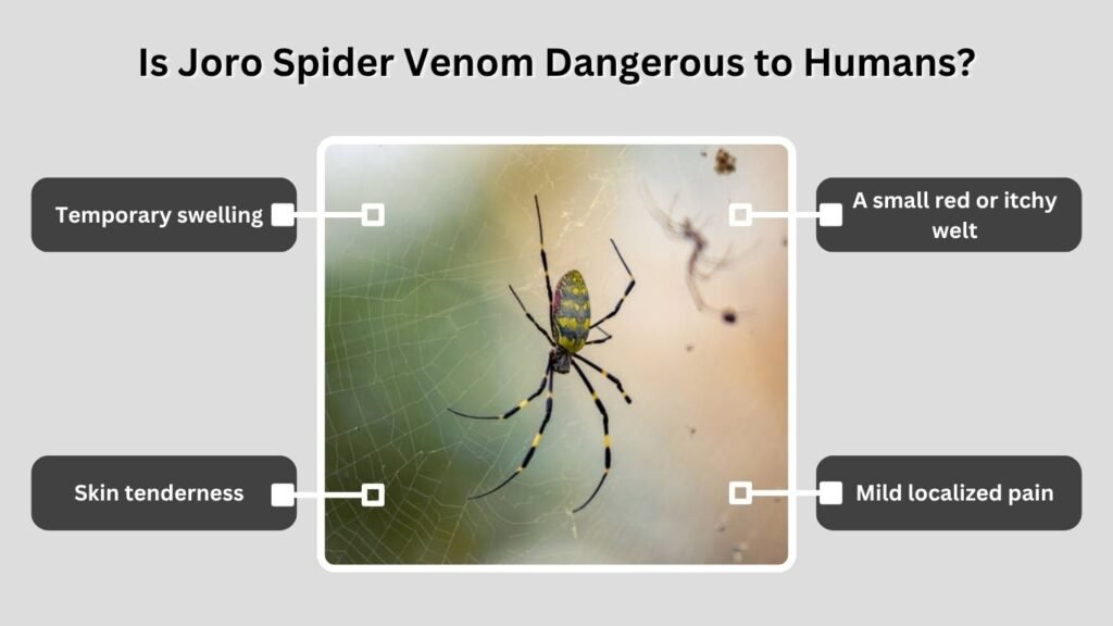 Is Joro Spider Venom Dangerous to Humans?