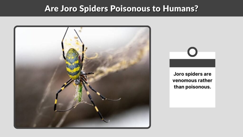 Are Joro Spiders Venomous to Humans?