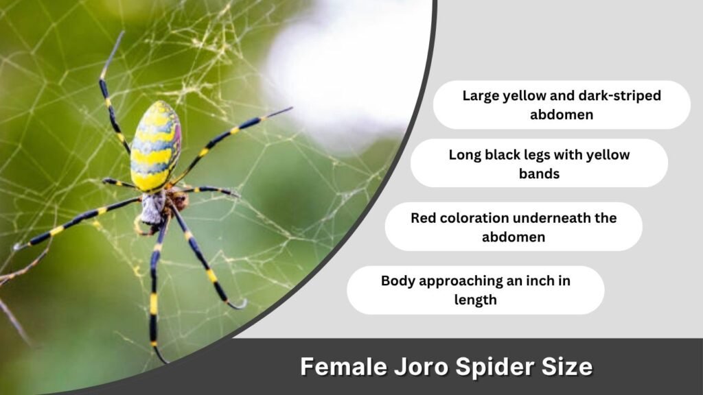 Female Joro Spider Size