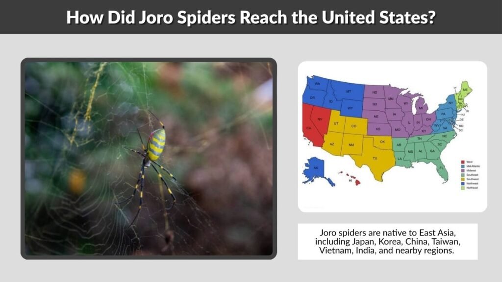 How Did Joro Spiders Reach the United States?