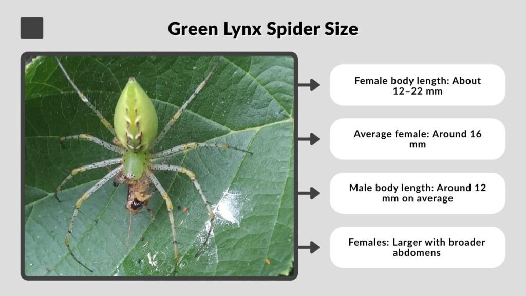 Green Lynx Spider Size