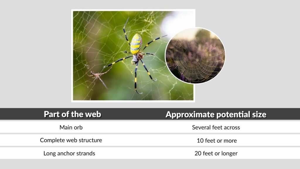 How Big Is a Joro Spider Web?