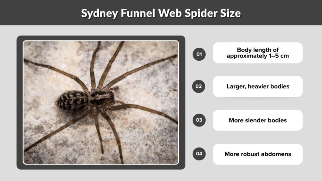 Sydney Funnel Web Spider Size
