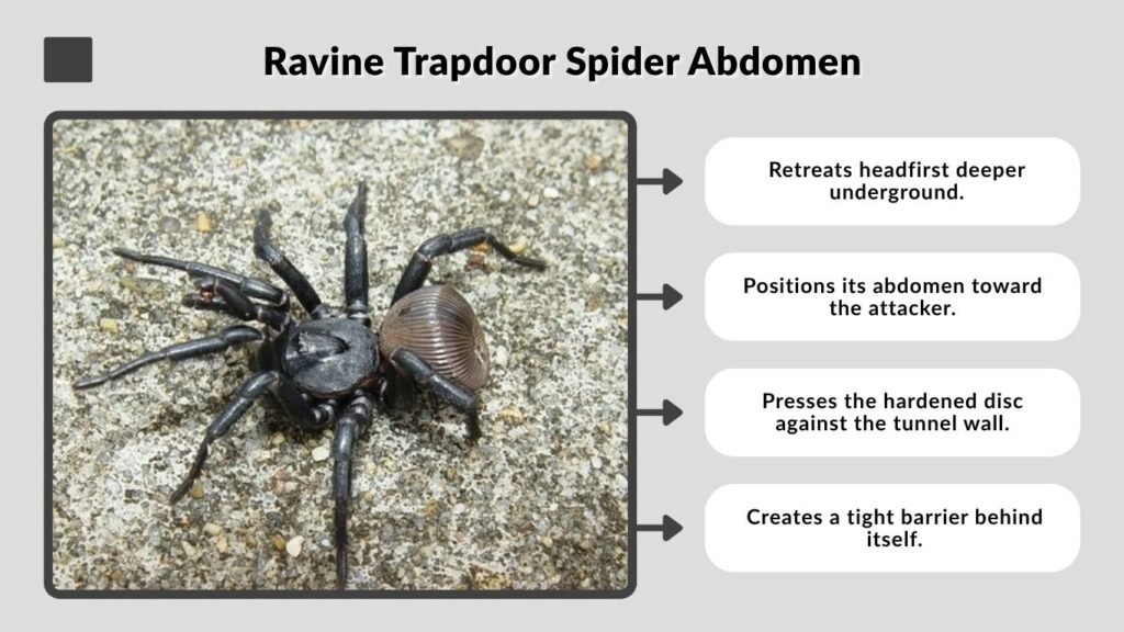 Ravine Trapdoor Spider Abdomen