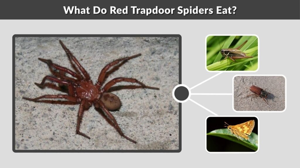 What Do Red Trapdoor Spiders Eat?