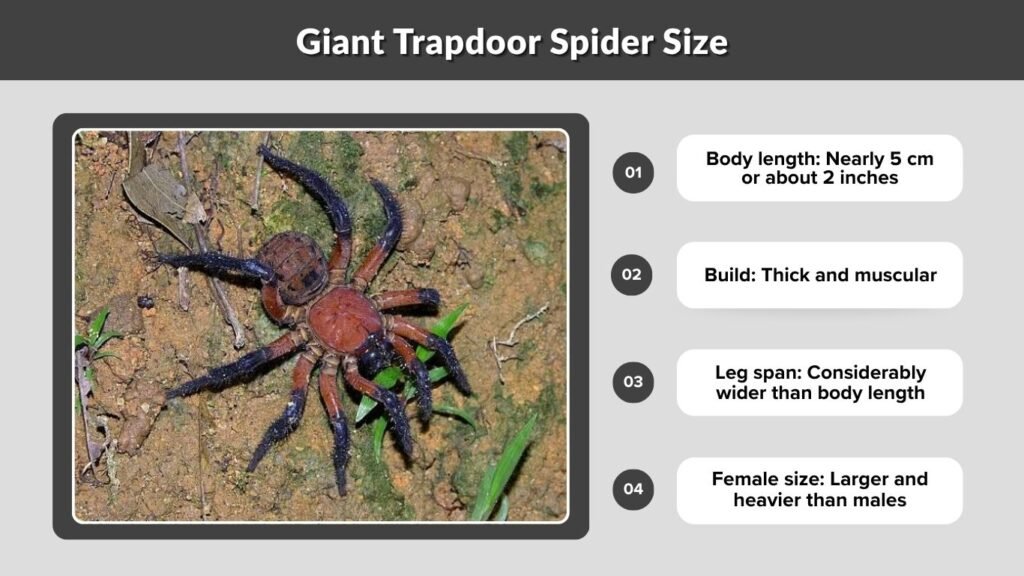 Giant Trapdoor Spider Size