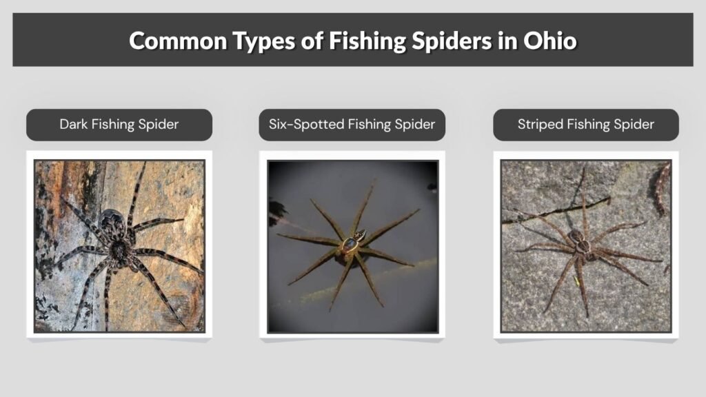 Common Types of Fishing Spiders in Ohio