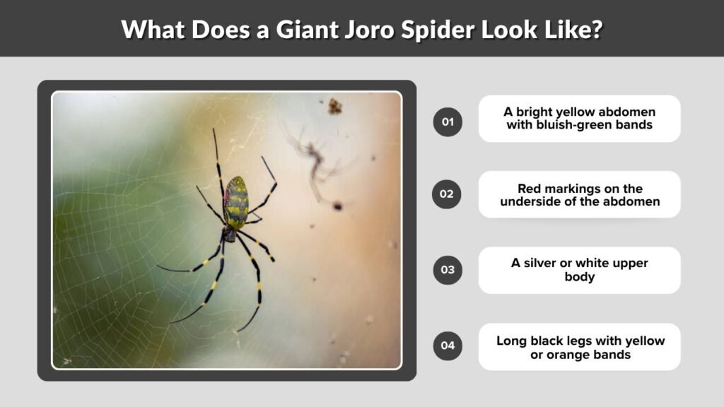 What Does a Giant Joro Spider Look Like?