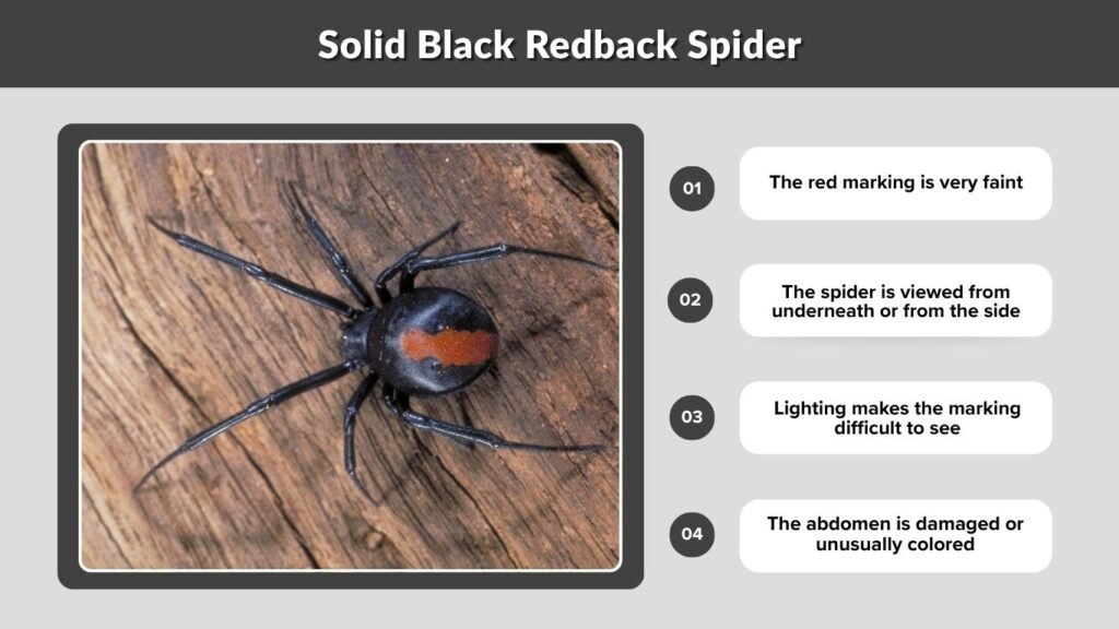 Solid Black Redback Spider