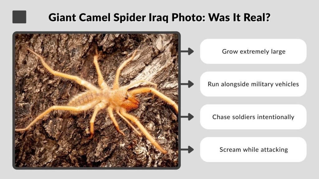Giant Camel Spider Iraq Photo: Was It Real?