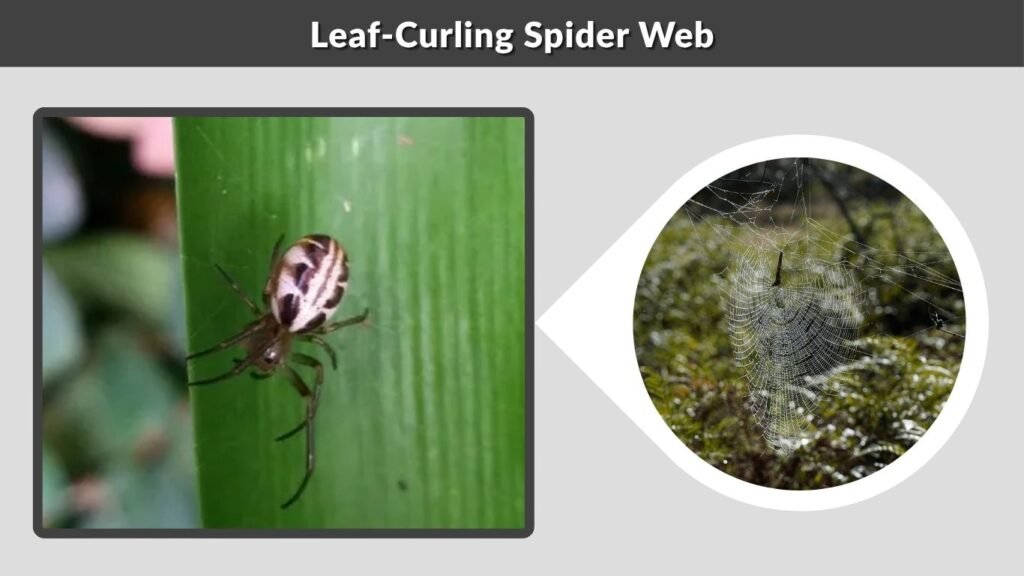 Leaf-Curling Spider Web