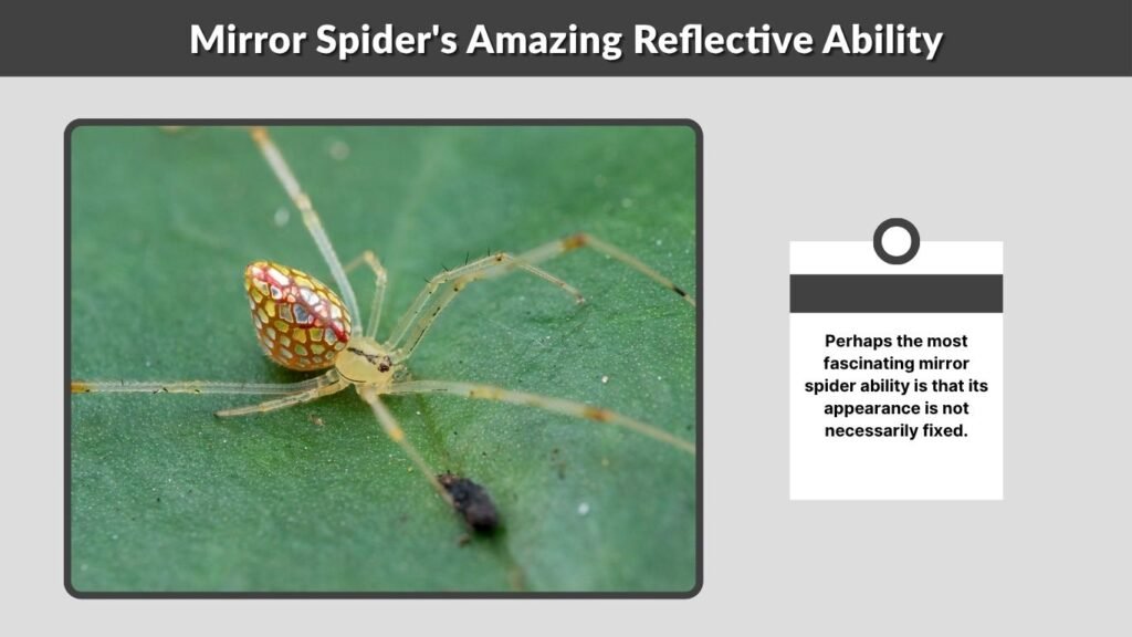 Mirror Spider's Amazing Reflective Ability