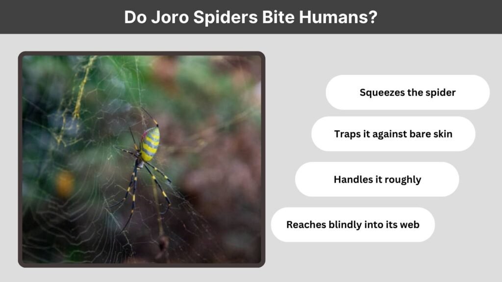 Do Joro Spiders Bite Humans?