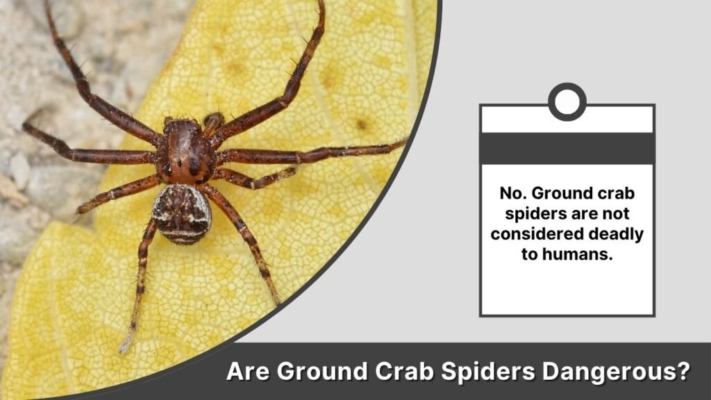 Are Ground Crab Spiders Dangerous?
