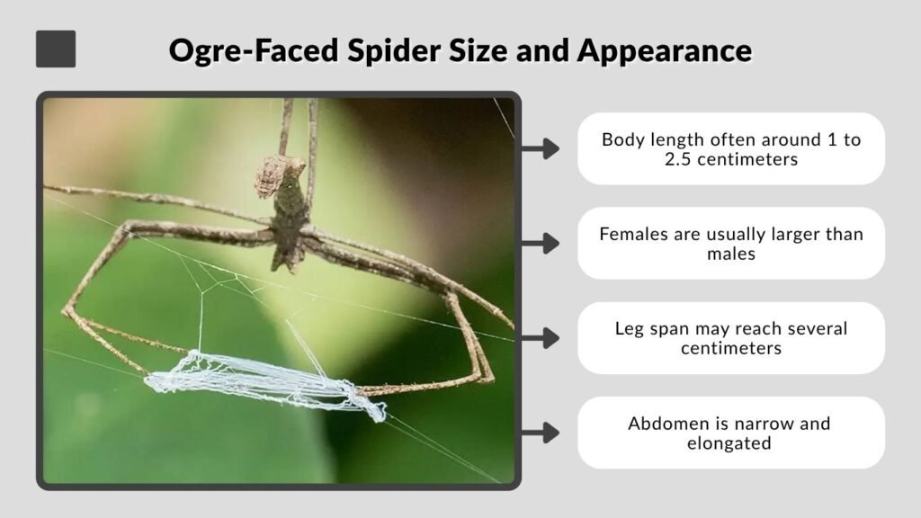 Ogre-Faced Spider Size and Appearance