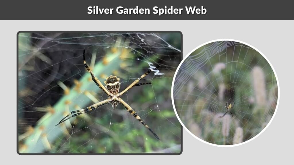 Silver Garden Spider Web