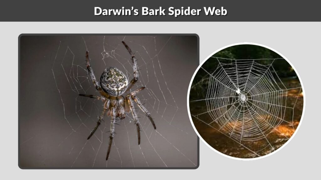 Darwin’s Bark Spider Web