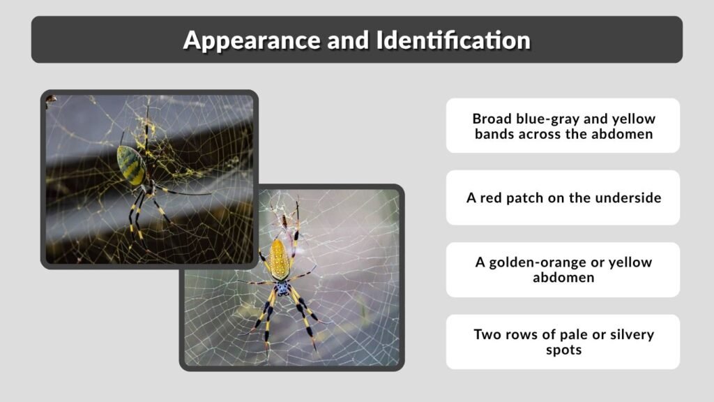 Appearance and Identification