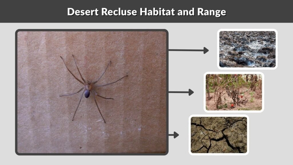 Desert Recluse Habitat and Range