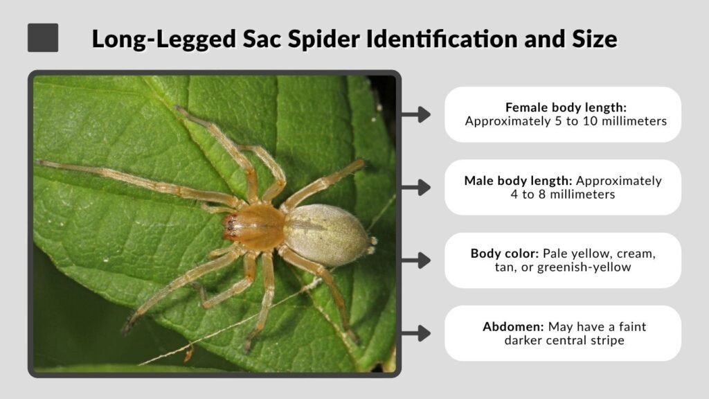Long-Legged Sac Spider Identification and Size