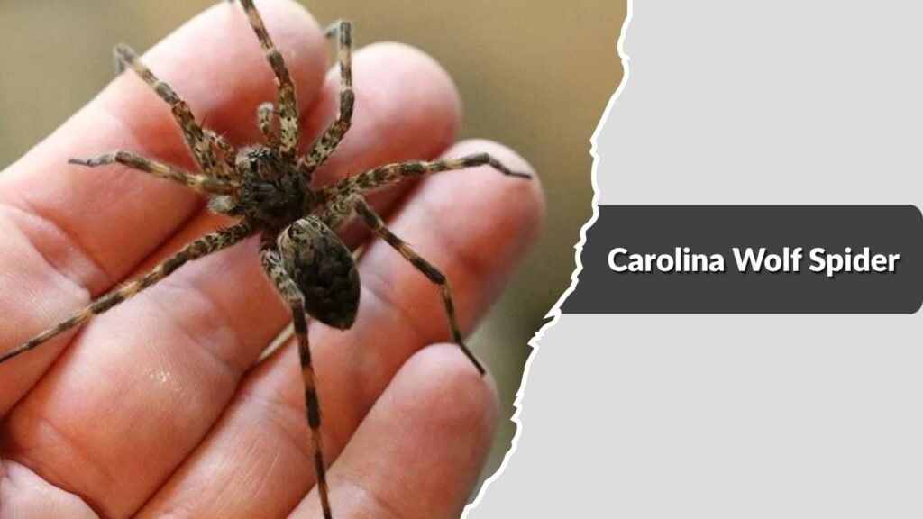 Carolina Wolf Spider