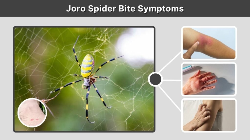 Joro Spider Bite Symptoms