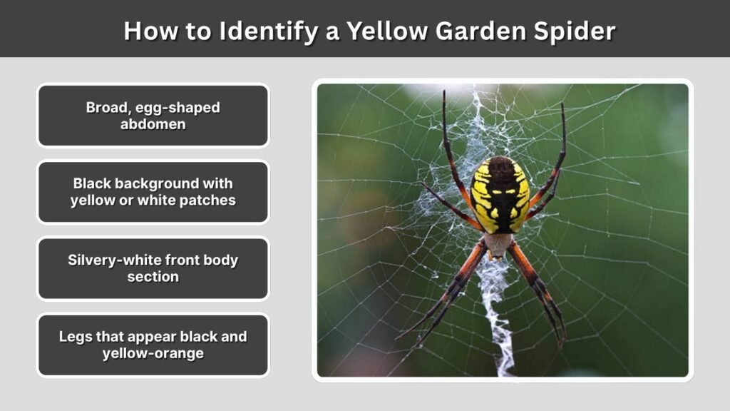 How to Identify a Yellow Garden Spider