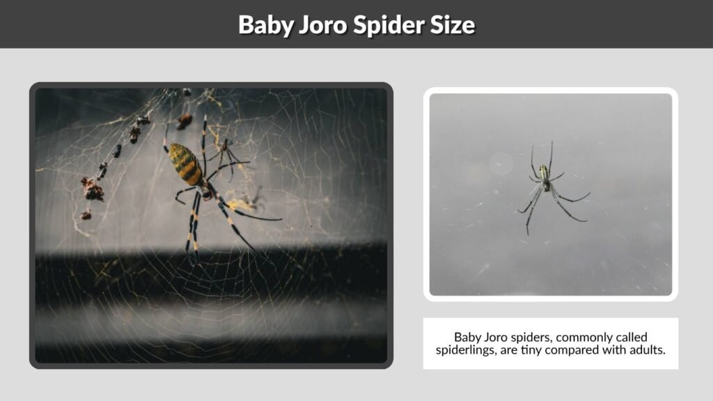 Baby Joro Spider Size