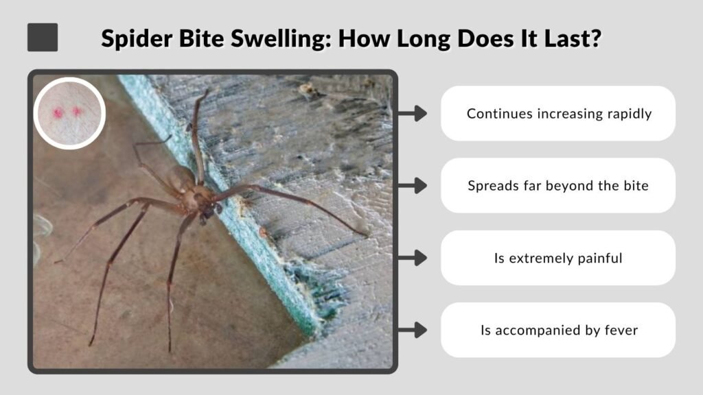 Spider Bite Swelling: How Long Does It Last?