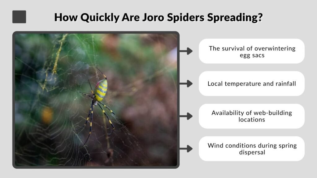How Quickly Are Joro Spiders Spreading?