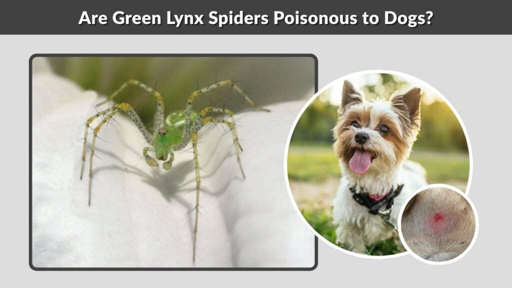 Are Green Lynx Spiders Poisonous to Dogs?