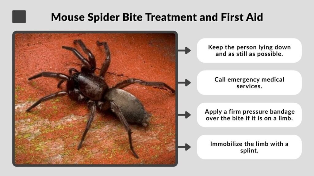 Mouse Spider Bite Treatment and First Aid